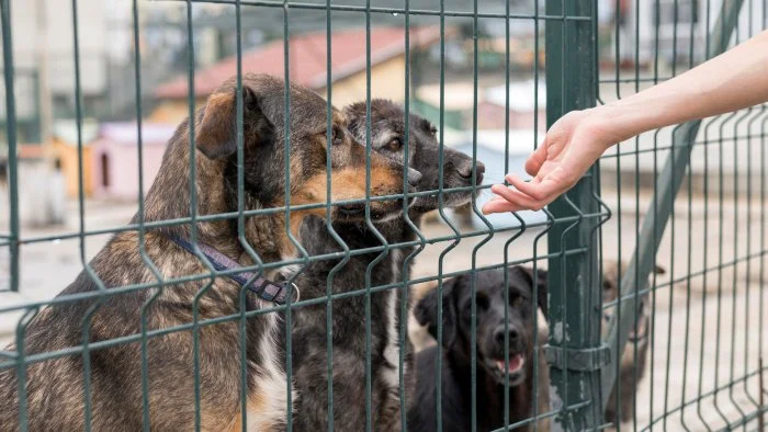 experimento perros Martin Seligman